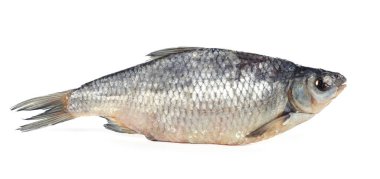 Bir kurutulmuş tuzlanmış hamamböceği balığı beyaz üzerinde izole edilmiş.