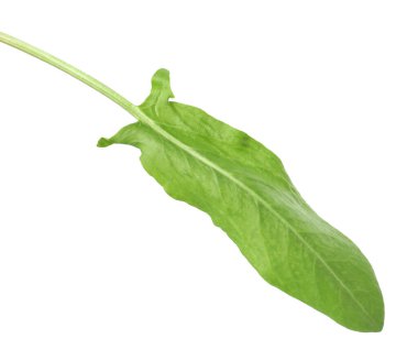 Bir taze yeşil kuş yaprağı beyaza izole edilmiş.