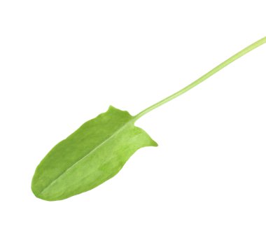 Bir taze yeşil kuş yaprağı beyaza izole edilmiş.