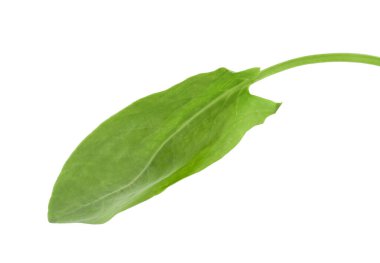 Bir taze yeşil kuş yaprağı beyaza izole edilmiş.