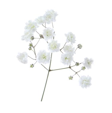 Beyaz arka planda güzel narin çigila çiçeği