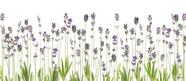 Beyaz arka planda güzel taze lavanta çiçekleri