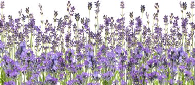 Beyaz arka planda güzel taze lavanta çiçekleri