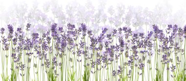 Beyaz arkaplanda güzel lavanta çiçekleri, seçici odak