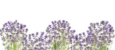 Beyaz arka planda güzel taze lavanta çiçekleri