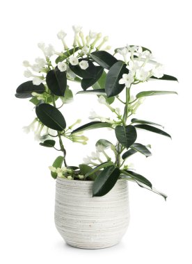 Beyaz tenceredeki güzel yasemin bitkisi.