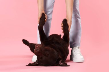 Hayvan eğitimi. Pembe arka planda sevimli köpeği olan bir kadın, yakın plan.