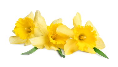 Üç güzel sarı nergis beyaz üzerine izole edilmiş.