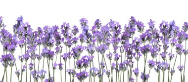 Beyaz arka planda güzel taze lavanta çiçekleri