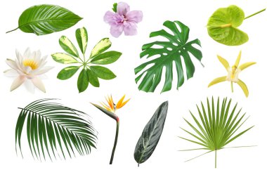 Beyaz arka planda farklı tropikal yapraklar ve çiçekler, set