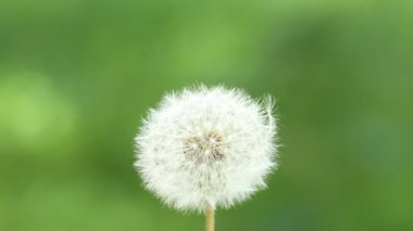 Bulanık yeşil arka planda güzel bir karahindiba çiçeğine esiyor.