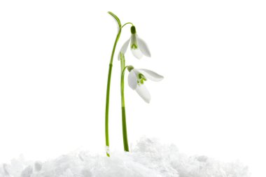 Beautiful snowdrops on snow against white background