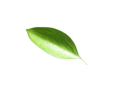 One fresh green Ruscus leaf isolated on white