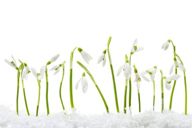 Beautiful snowdrops on snow against white background