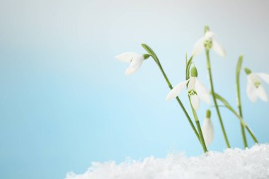 Beautiful snowdrops on snow against light blue background, closeup. Space for text
