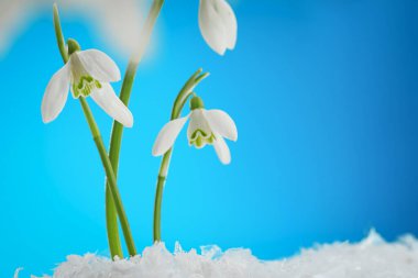 Beautiful snowdrops on snow against light blue background, closeup. Space for text
