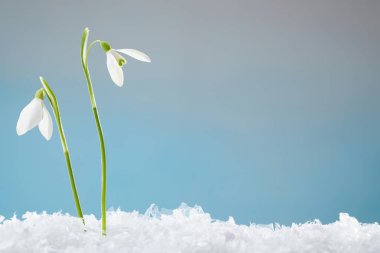 Beautiful snowdrops on snow against light blue background, closeup. Space for text