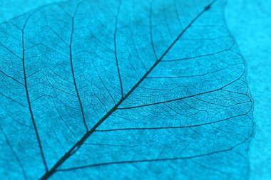 Açık mavi arkaplanda güzel iskelet yaprağı, makro görünüm