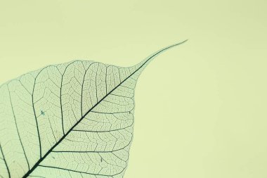 Açık sarı arka planda güzel bir iskelet yaprağı, makro manzara. Metin için boşluk