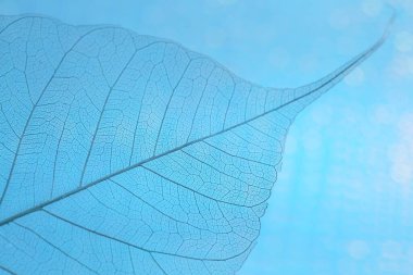 Açık mavi arkaplanda güzel iskelet yaprağı, makro görünüm