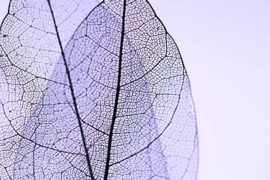 Menekşe arkaplanda güzel iskelet yaprakları, makro görünüm