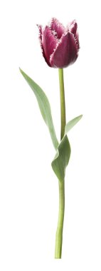 Bir güzel renkli lale beyazda izole edilmiş.