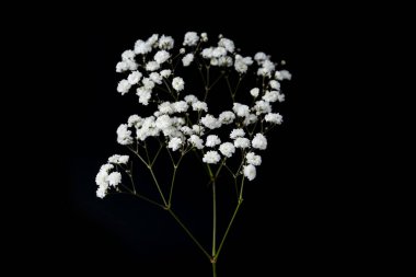 Siyah arka planda güzel narin çigila çiçeği