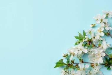Açık mavi arka planda güzel çiçekli dallar, üst manzara. Tasarım için boşluk