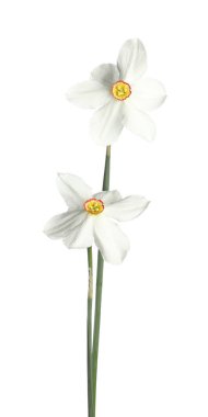 İki güzel renkli nergis beyaza izole edilmiş.