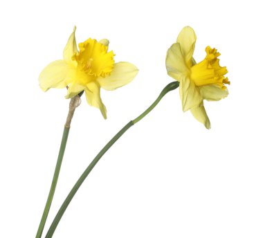 İki güzel sarı nergis beyaz üzerinde izole edilmiş.