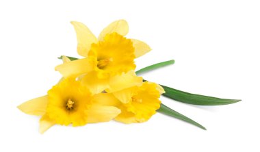 Üç güzel sarı nergis beyaz üzerine izole edilmiş.