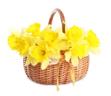 Beyaz sepetin içindeki güzel nergisler.