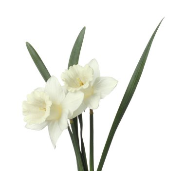 Beyaz yapraklı güzel nergisler.