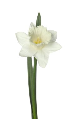 Beyaz yapraklı güzel bir nergis.