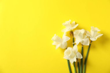 Sarı arka planda güzel nergisler, düz yatış. Metin için boşluk
