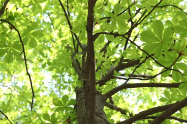 Arka planda yeşil yapraklı güzel ağaç taç, alçak açı manzaralı.