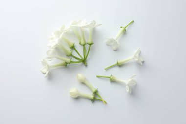 Beyaz arka planda güzel yasemin çiçekleri, düz uzanmış
