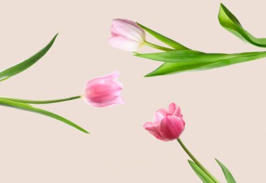 Bej arka planda havada güzel pembe laleler