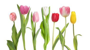 Beyaz arka planda farklı güzel lale çiçekleri, set