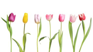 Beyaz arka planda farklı güzel lale çiçekleri, set