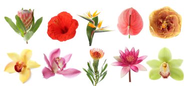 Güzel tropikal çiçekler beyaz sette izole edilmiş.