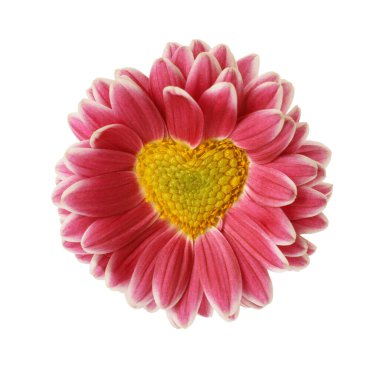 Beyaz arka planda kalp şeklinde merkezi olan pembe kasımpatı çiçeği.