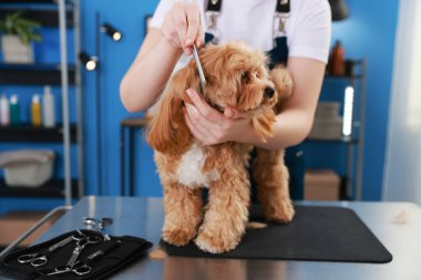 Kapalı mekanda tarakla sevimli bir köpeği fırçalayan kadın, yakın plan. Hayvan bakımı.