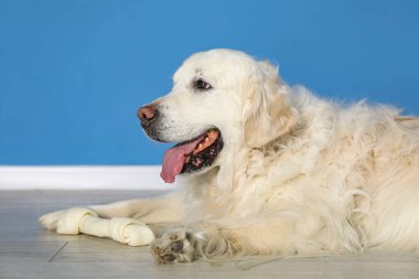 Mavi duvarın yanında yerde kemikleri çiğnenmiş şirin bir köpek.