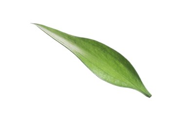 One fresh green Ruscus leaf isolated on white