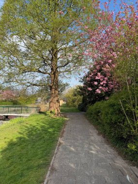Çiçek açan güzel ağaçlar, kanallar ve patika bahar günü parkta.