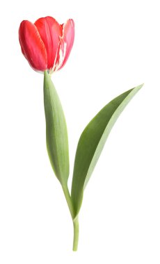 beyaz izole bir güzel Pembe Lale