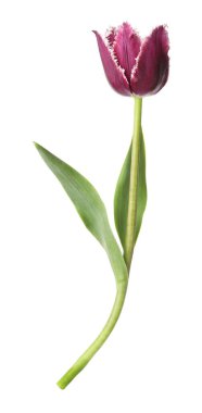 Bir güzel renkli lale beyazda izole edilmiş.