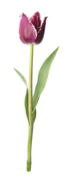 Bir güzel renkli lale beyazda izole edilmiş.