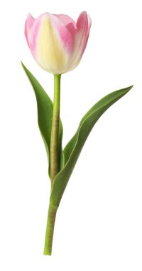 Güzel renkli bir lale beyaza izole edilmiş.